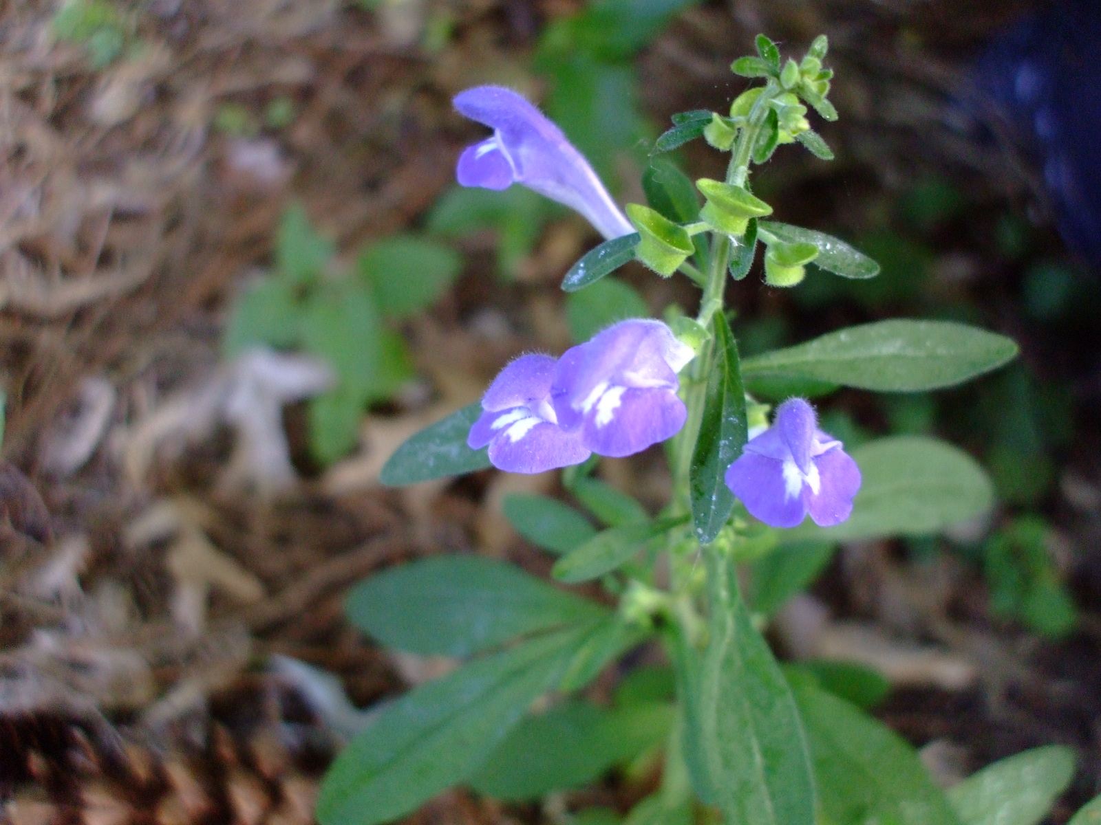Scutellaria integrifolia